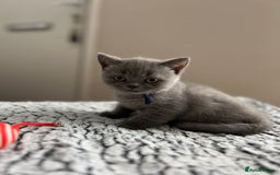 British Shorthair cats for sale: Beautiful British Shorthair Kittens - Image 2