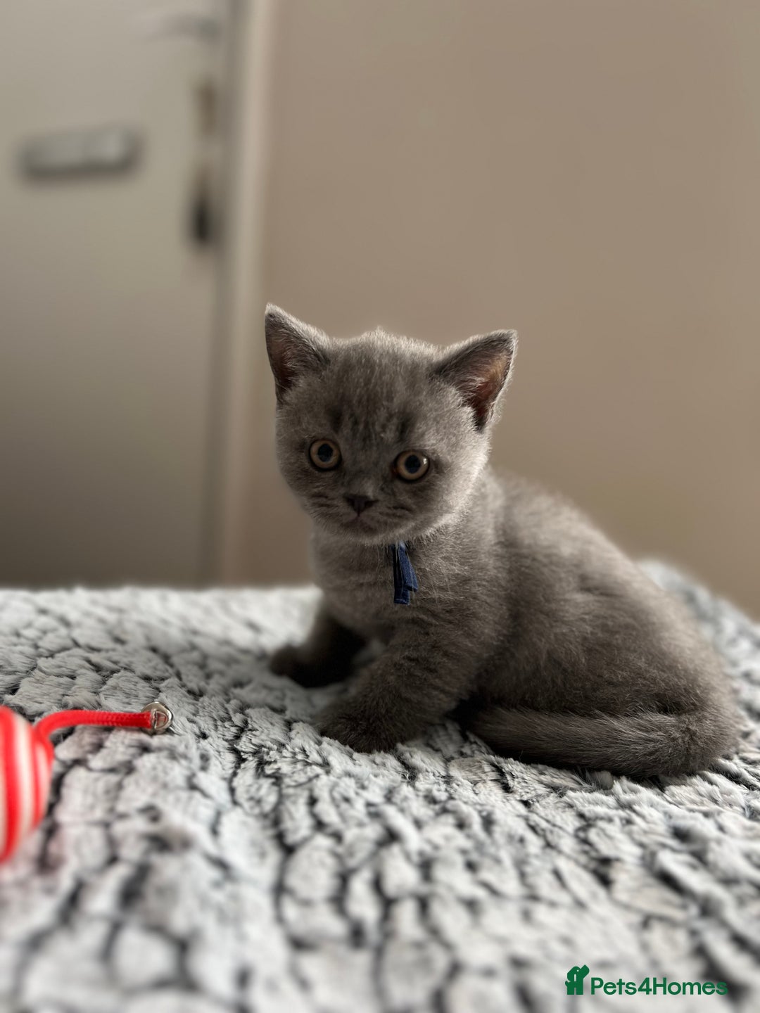 British Shorthair cats for sale: Beautiful British Shorthair Kittens - Image 2