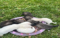 Ferret rodents for sale: Ferret kits  - Image 1