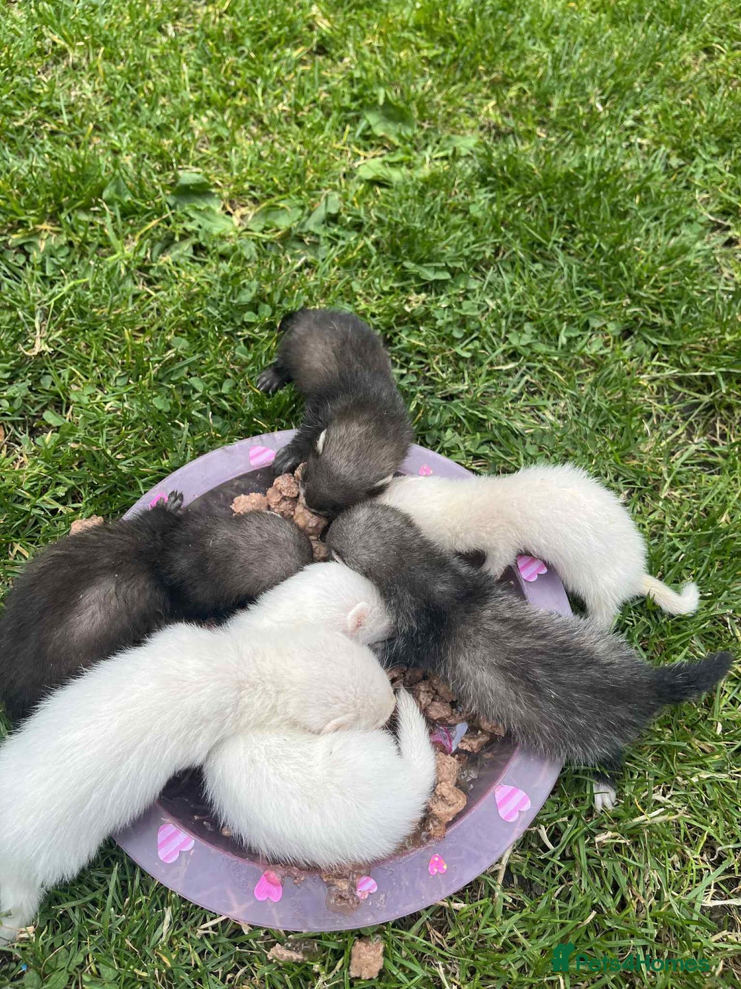 Ferret rodents for sale: Ferret kits  - Image 1