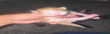 Mixed Breed 4