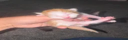 Mixed Breed cats for sale: 6 gorgeous kittens  - Advert 3