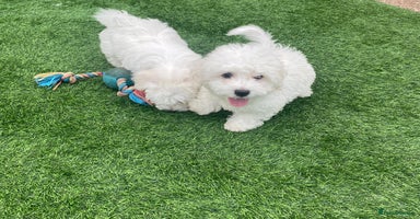 Maltese dogs - Advert 5