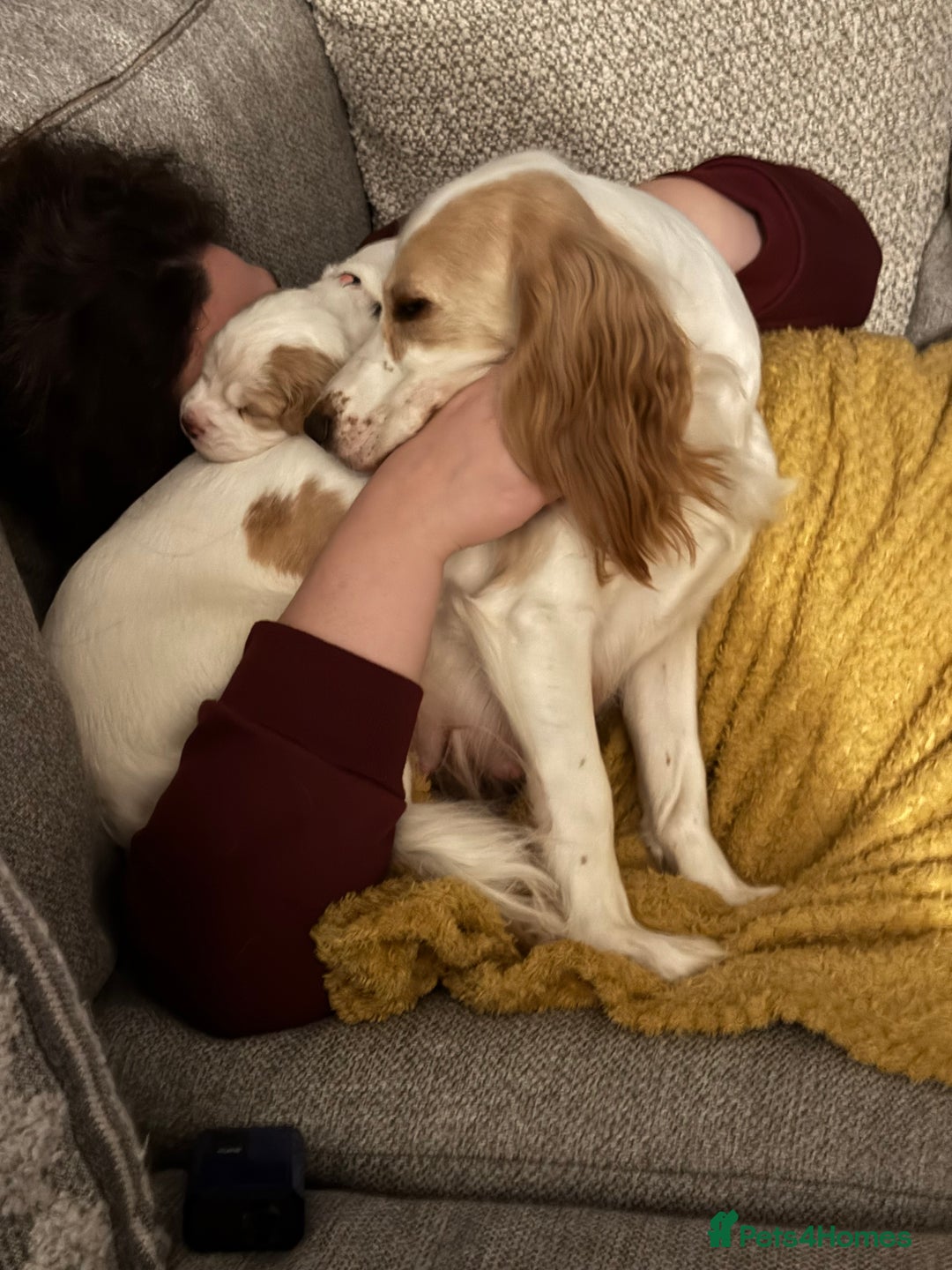 Cocker Spaniel dogs for sale: Last Baby Available - Advert 6