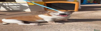 Jack Russell 