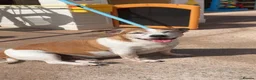 Jack Russell dogs for sale: Jack russell - Advert 3