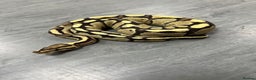 Python Snake reptiles for sale: Royal pythons  - Advert 16