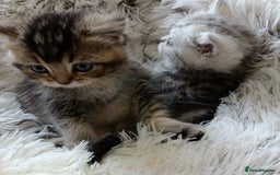 British Shorthair cats for sale: British Shorthair kittens - Image 10