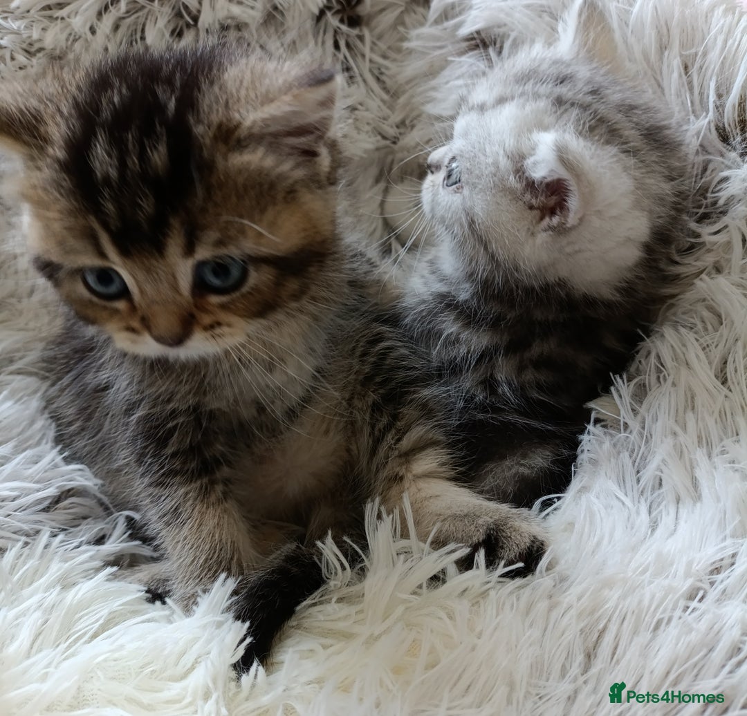 British Shorthair cats for sale: British Shorthair kittens - Image 10