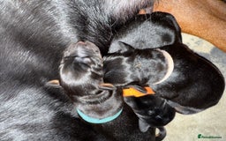 Dobermann dogs for sale: Stunning Top/Best Bloodline Dobermanns For Sale* - Advert 30