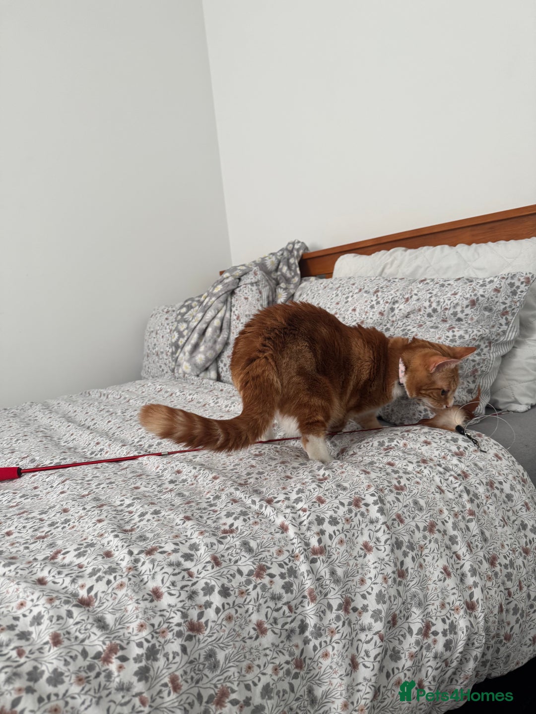 Mixed Breed cats for sale: Marla ginger cat  - Advert 39