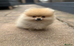 Pomeranian dogs for sale: 2 male Pomeranian puppies. 1 orange sable, 1 cream - Image 8