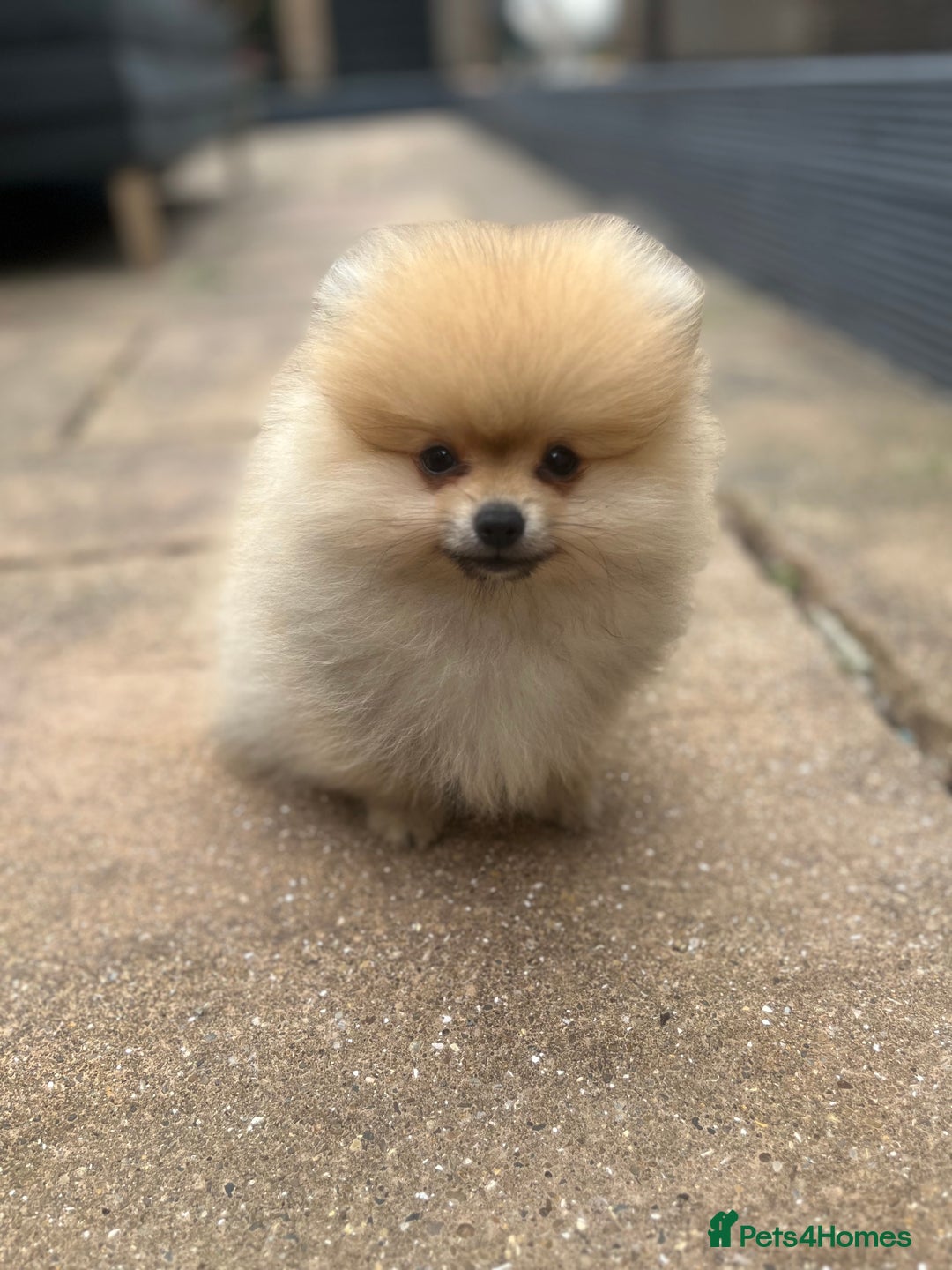 Pomeranian dogs for sale: 2 male Pomeranian puppies. 1 orange sable, 1 cream - Image 8