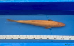 Koi Carp fish for sale: Pond Clearance - Image 8