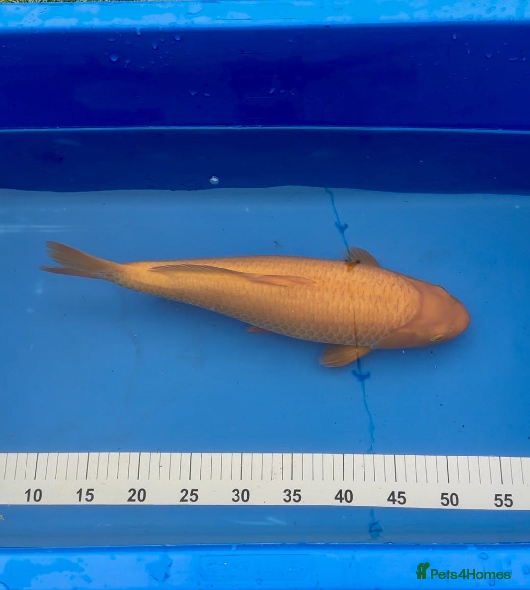 Koi Carp fish for sale: Pond Clearance - Image 8