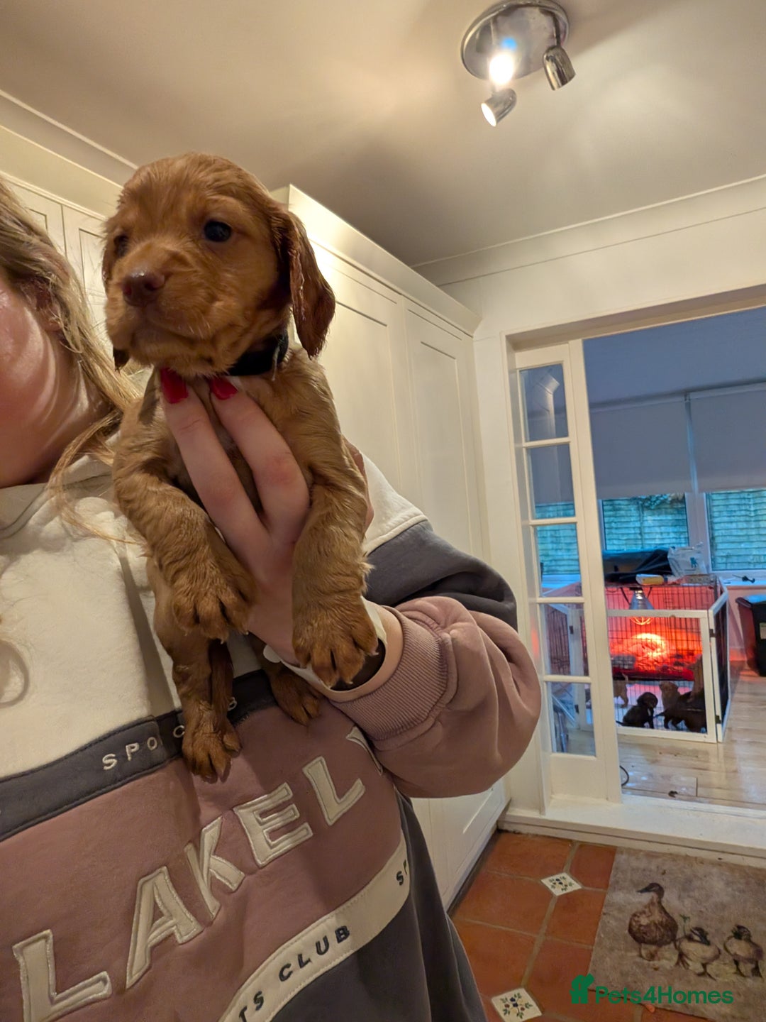 Cocker Spaniel dogs for sale: 1 MALE KC DNA CLEAR PUP TO RESERVE - Advert 6