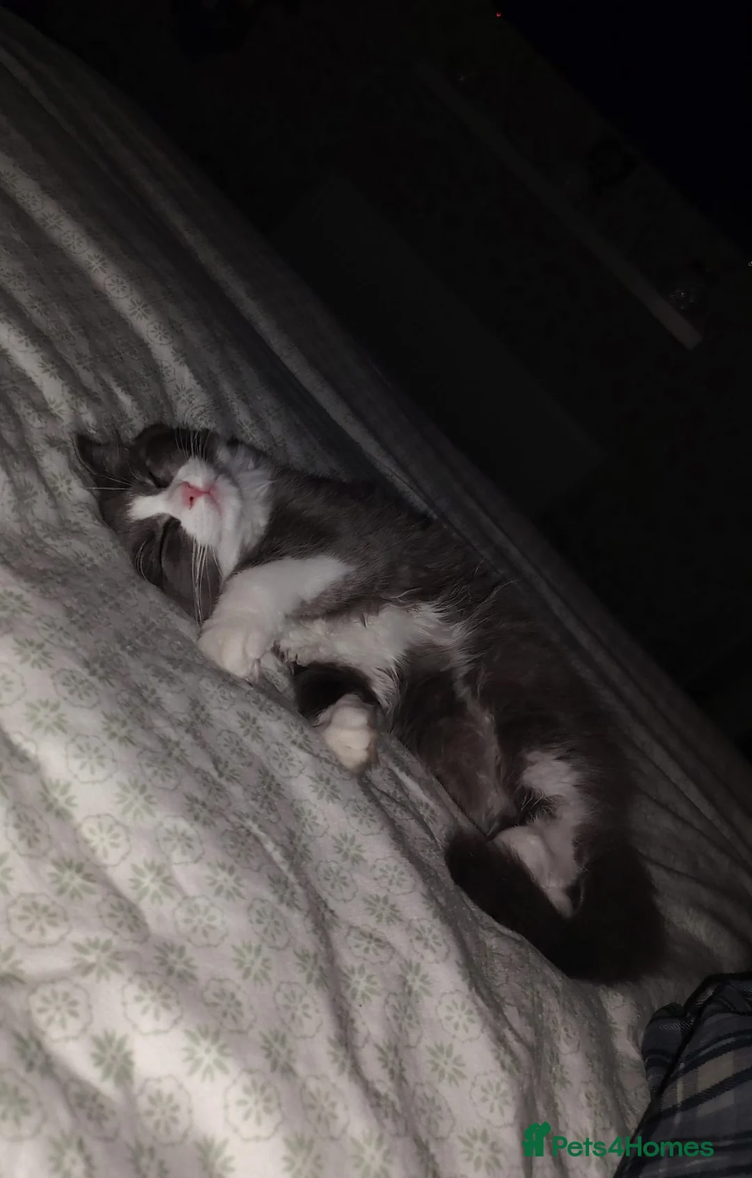 Ragdoll cats for sale: Ragdoll X British long hair - Advert 1