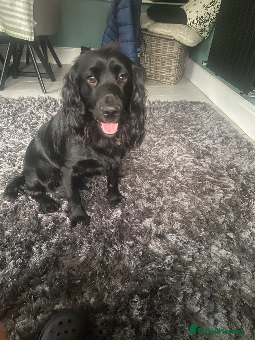 Cocker Spaniel dogs for stud: STUNNING KC PEDIGREE COCKER SPANIEL FOR  STUD - Advert 2