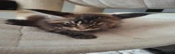 Maine Coon cats for sale: Outstanding xl mainecoons russian blood line - Advert 3