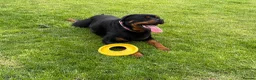 Rottweiler dogs for stud: 🎆FURY 🎆 in Shifnal - Advert 2