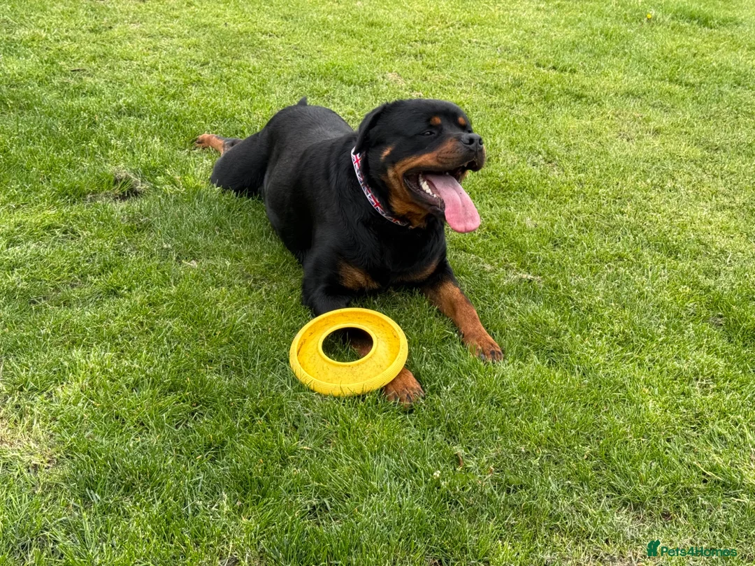 Rottweiler dogs for stud: 🎆FURY 🎆 in Shifnal - Advert 2