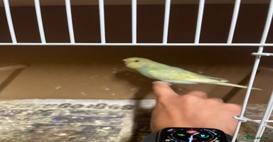 Budgerigars birds - Advert 1