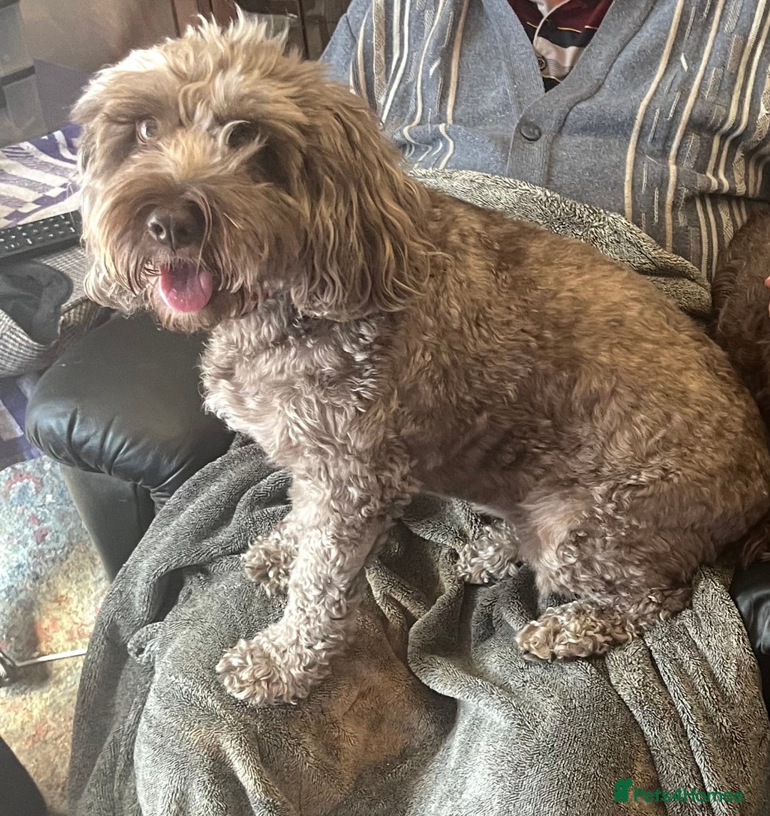 Cockapoo dogs for sale: 4 year old female cockerpoo - Image 4