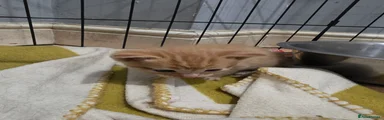 Mixed Breed 4