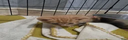Mixed Breed cats for sale: A mix of beautiful kittens - Advert 33