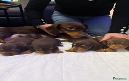 Miniature Dachshund dogs for sale: Chocolate & Tan Smooth haired - mini dachshund - Image 4