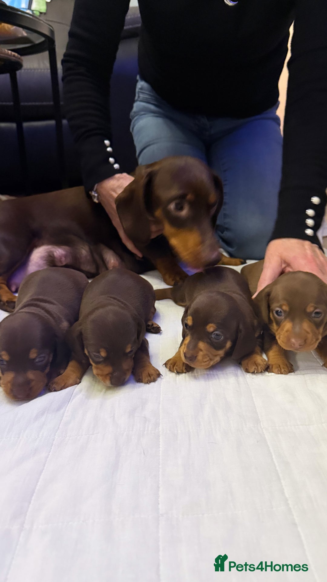 Miniature Dachshund dogs for sale: Chocolate & Tan Smooth haired - mini dachshund - Image 4