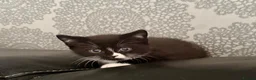 Mixed Breed cats for sale: Lilac seal point bsh x kittens  - Advert 4