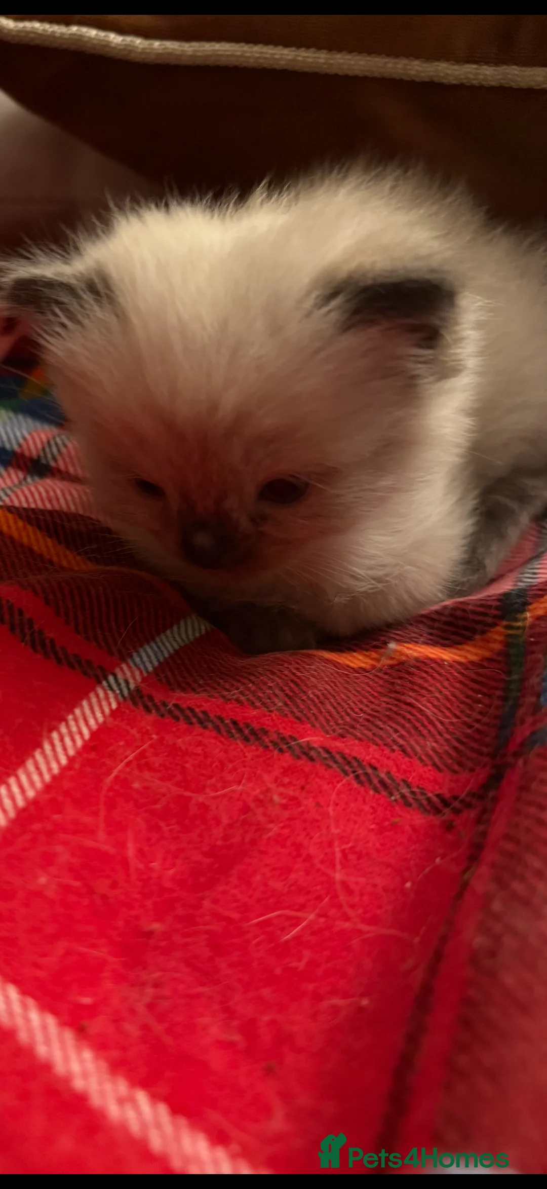 Ragdoll cats for sale: Beautiful Seal Point female Ragdoll kitten - Advert 2