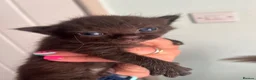 Ragdoll cats for sale: Half ragdoll kittens - mainly black  in Penzance - Advert 4