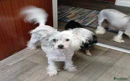 Mixed Breed dogs for sale: Chinese Crested X Cavapoo Puppies - Litter of 6 - Image 9