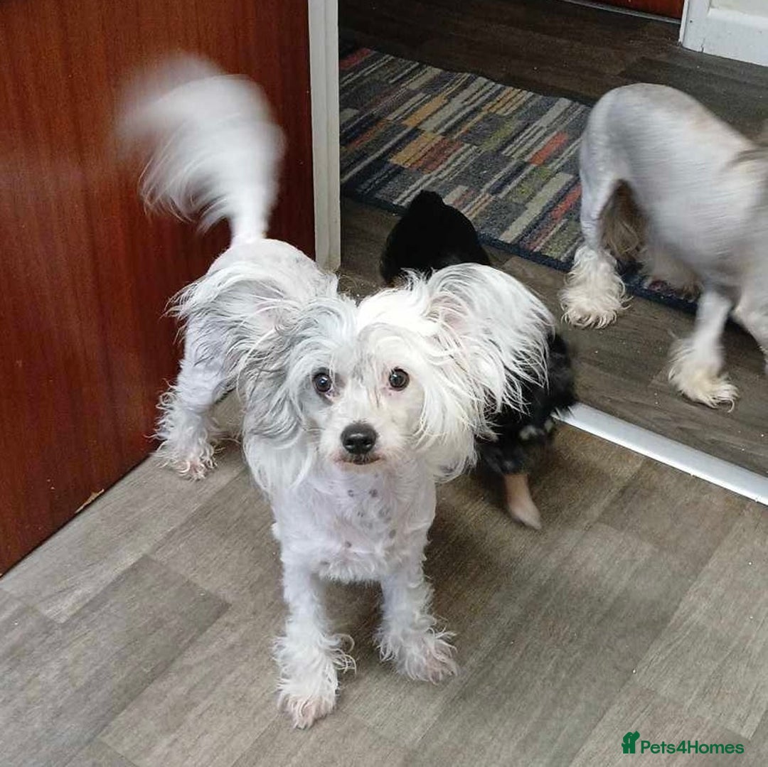 Mixed Breed dogs for sale: Chinese Crested X Cavapoo Puppies - Litter of 6 - Image 9