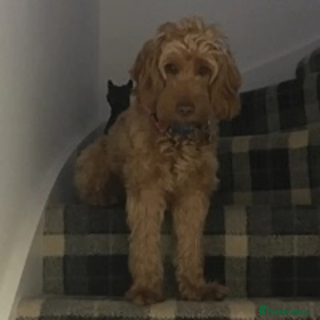 Cockapoo dogs for stud: BAXTER Makes Beautiful Babies 🐾 in Haddington - Advert 16