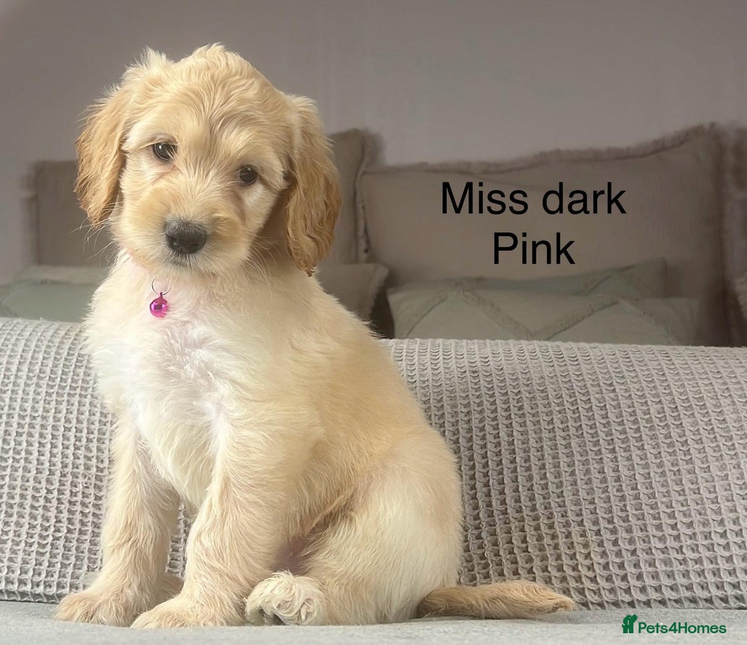 Irish Doodle dogs for sale: The perfect Doodle - Advert 28