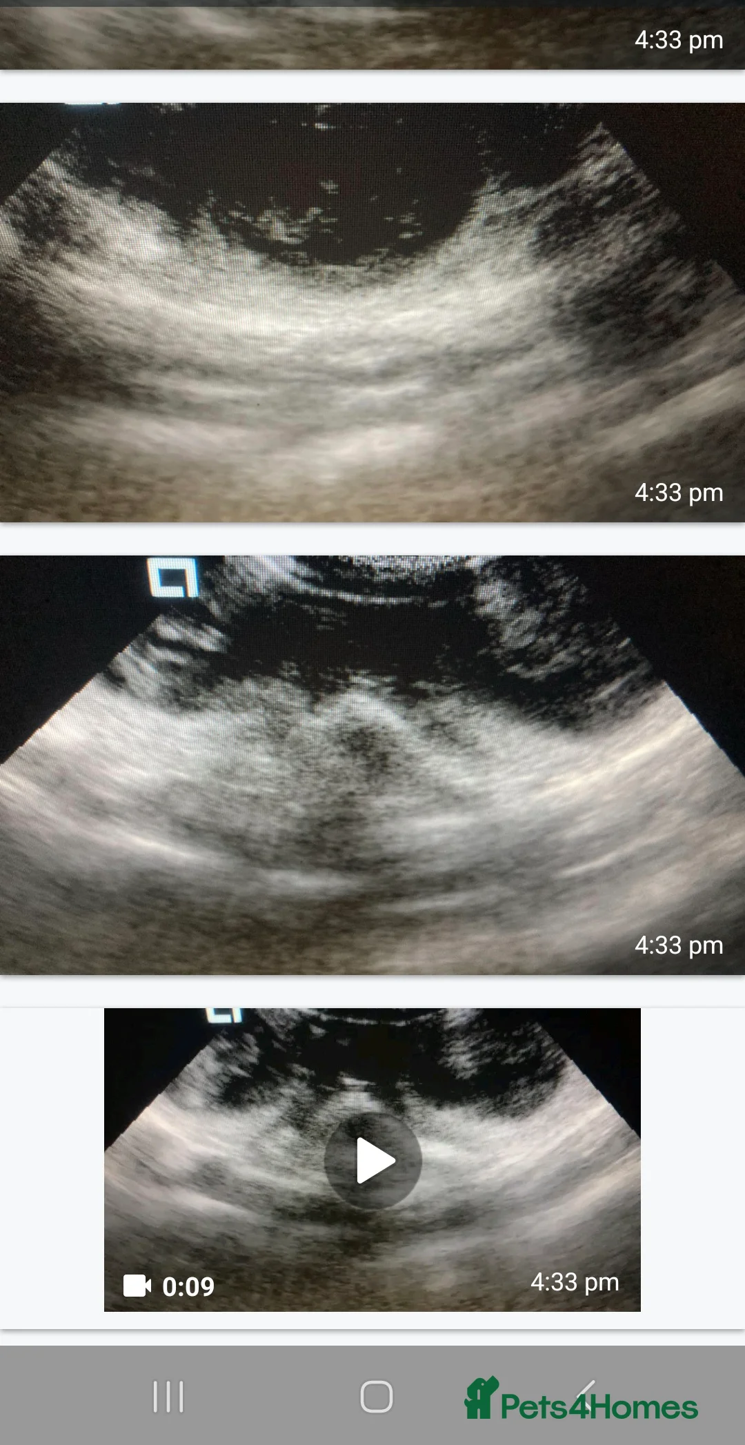 Cocker Spaniel dogs for stud: Merle Cocker stud in Shildon - Advert 9