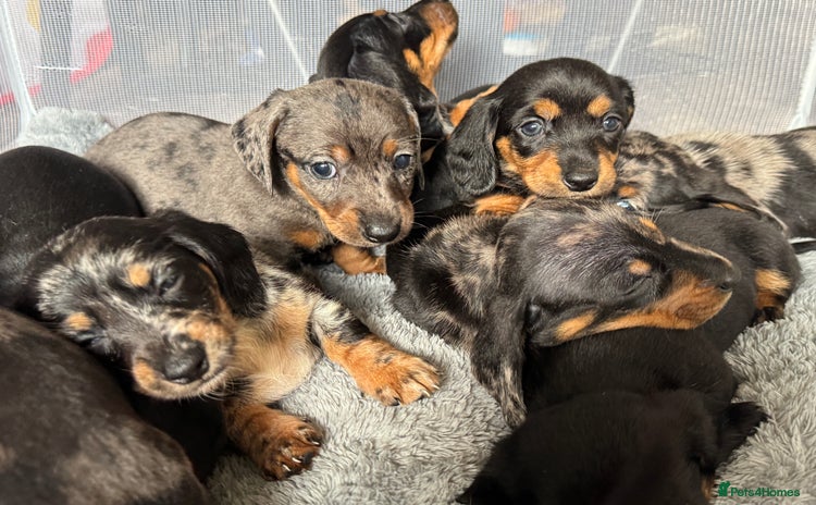 Miniature Dachshund dogs - Advert 1