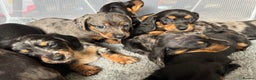 Miniature Dachshund dogs for sale: Mini dachshund puppies KC registered, DNA tested - Advert 10