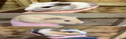 Guinea Pig rodents for sale: 4 Female Guinea Pigs For Adoption  - Advert 3