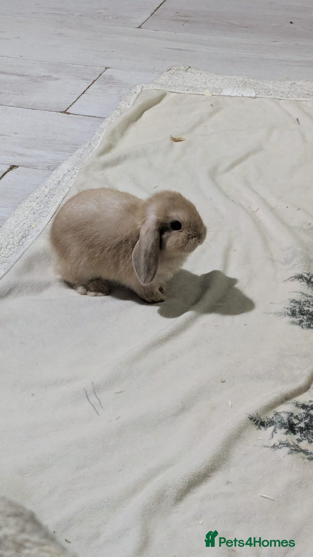 Mini Lop rabbits for sale: Baby mini lops ready for their forever homes - Advert 19