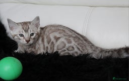 Bengal cats for sale: Gorgeous Bengal kittens - Image 8