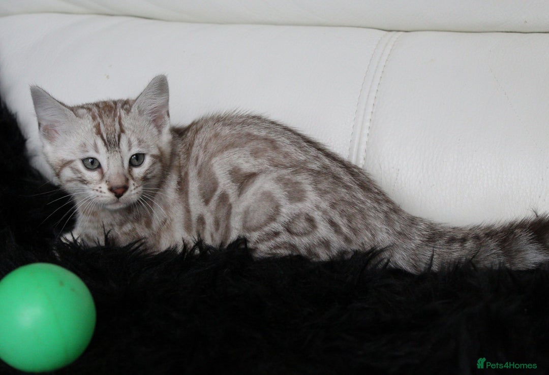 Bengal cats for sale: Gorgeous Bengal kittens - Image 8