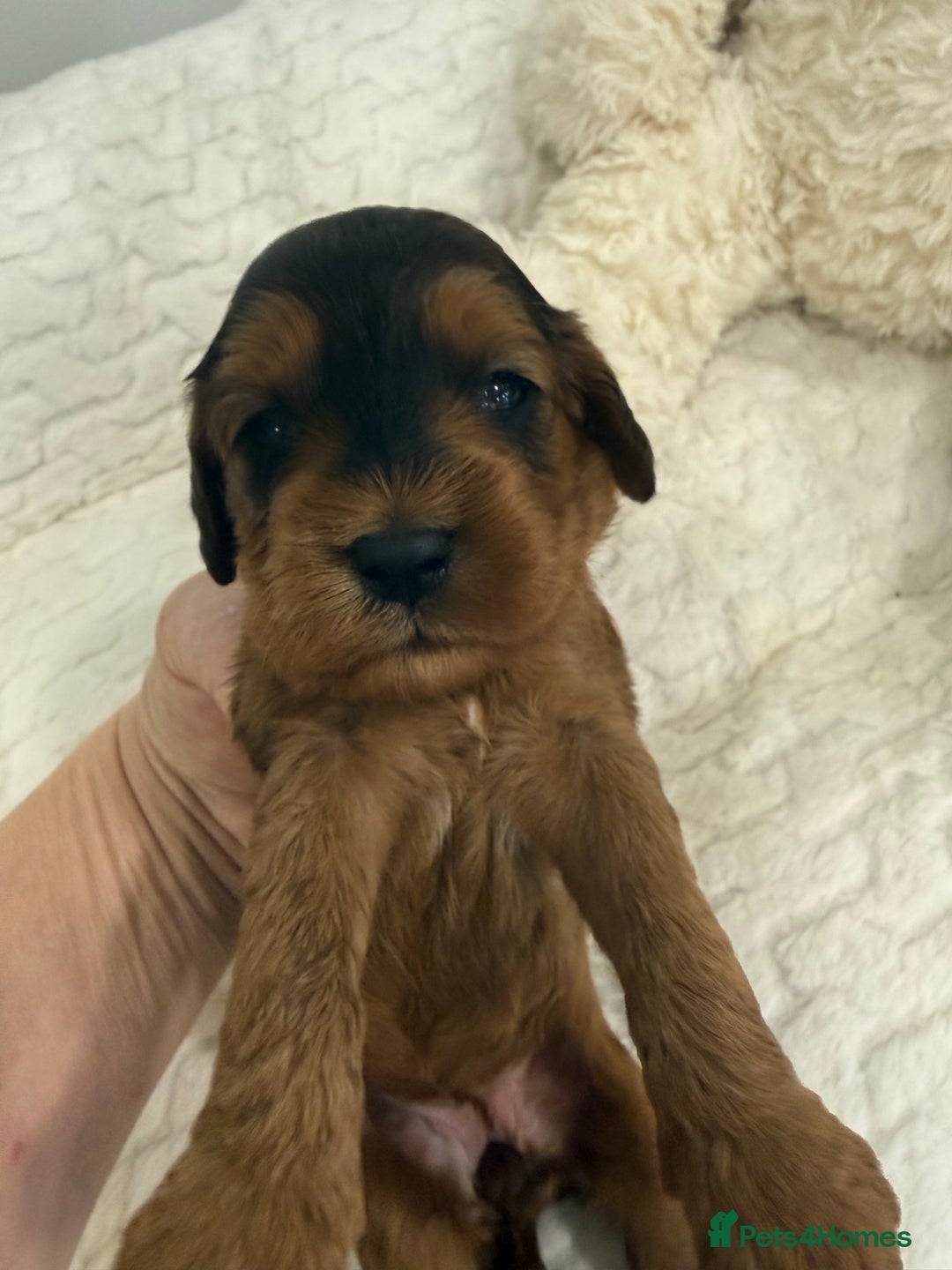 Cockapoo dogs for sale: 11 red sable, f1 cockapoo. KC & DNA clear parents - Advert 11