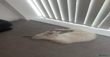 Ragdoll cats - Advert 7