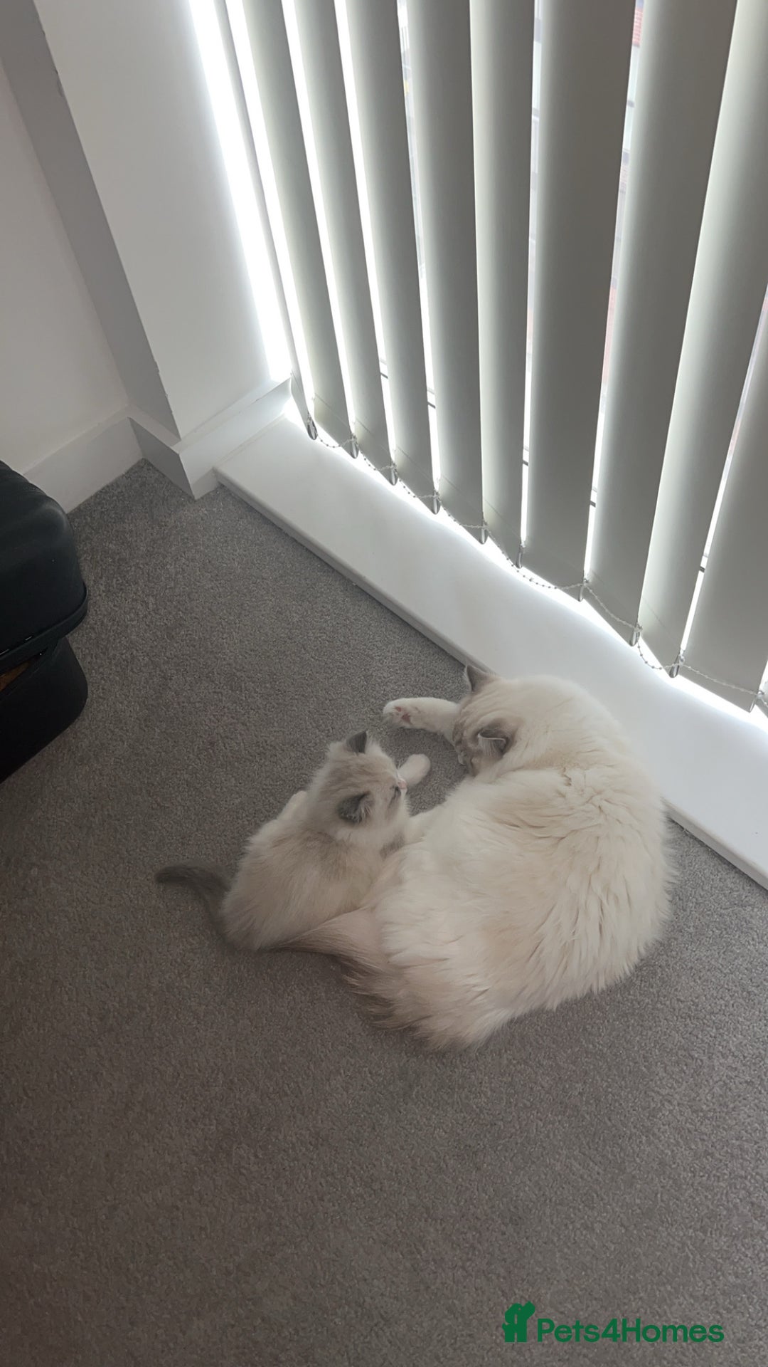 Ragdoll cats for sale: 😍 RARE BLUE LYNX POINT BICOLOR ENTIRE MALE 😍 - Image 3