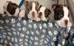 Boston Terrier dogs for sale: Three adorable KC Boston Terrier puppies - Image 8
