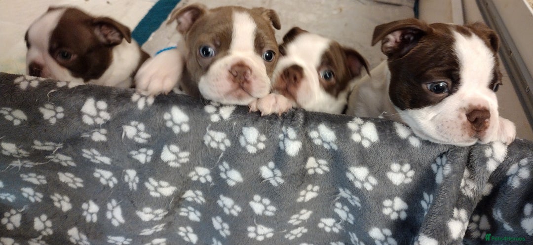 Boston Terrier dogs for sale: Three adorable KC Boston Terrier puppies - Image 8
